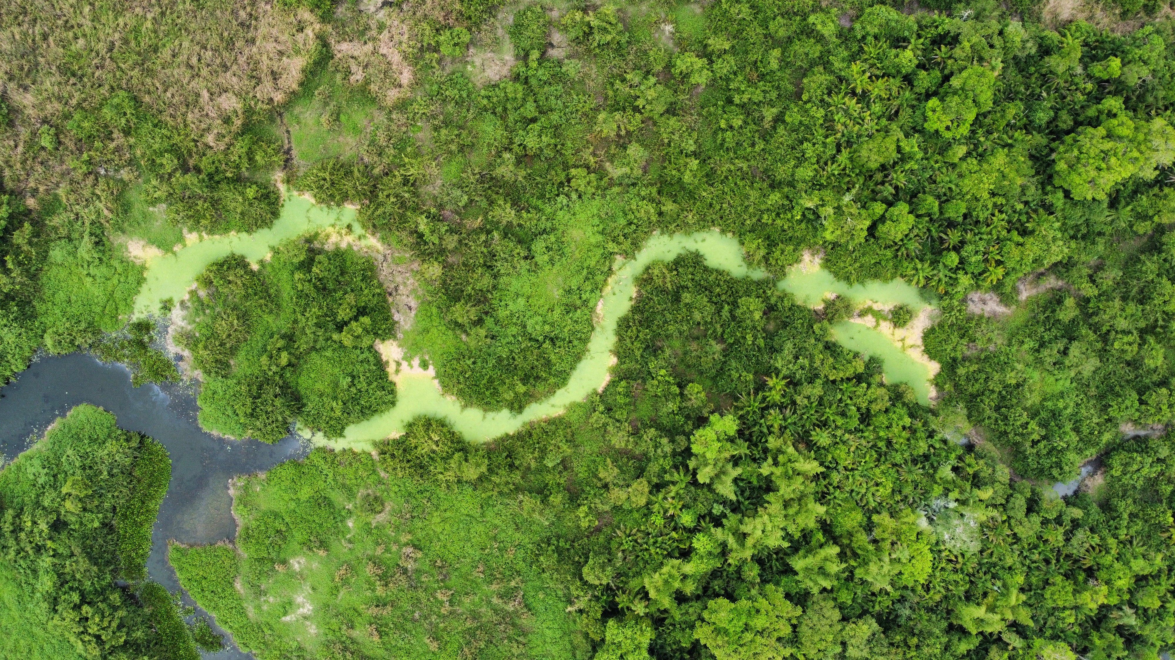 Brazilija 2023 – Čarobni Pantanal 🌳🐊🐦