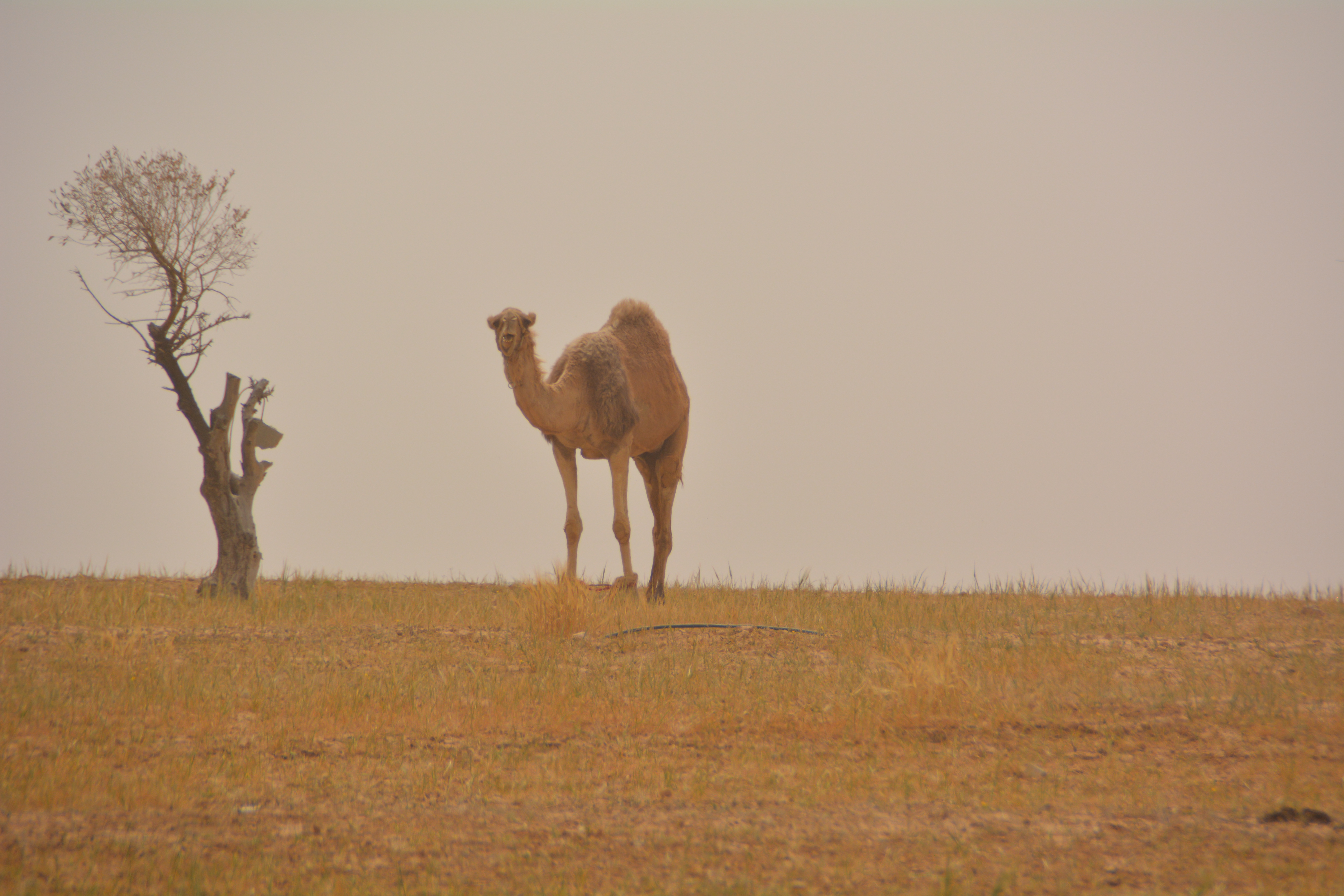 Jordanija 2022 – prvi arabski vtisi