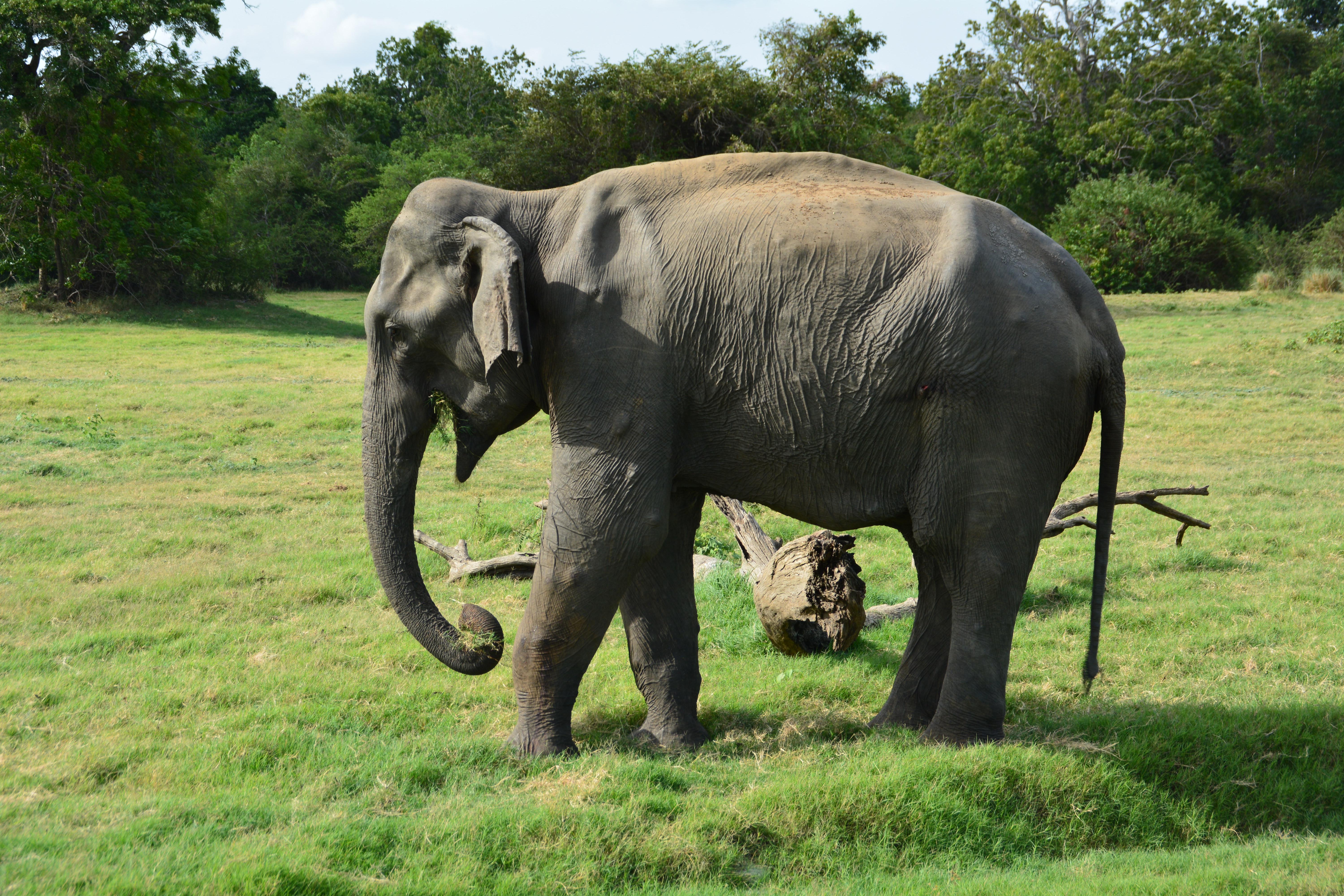 Šri Lanka 2016 – Sloni v Giritale in Pina Colada v Negombu