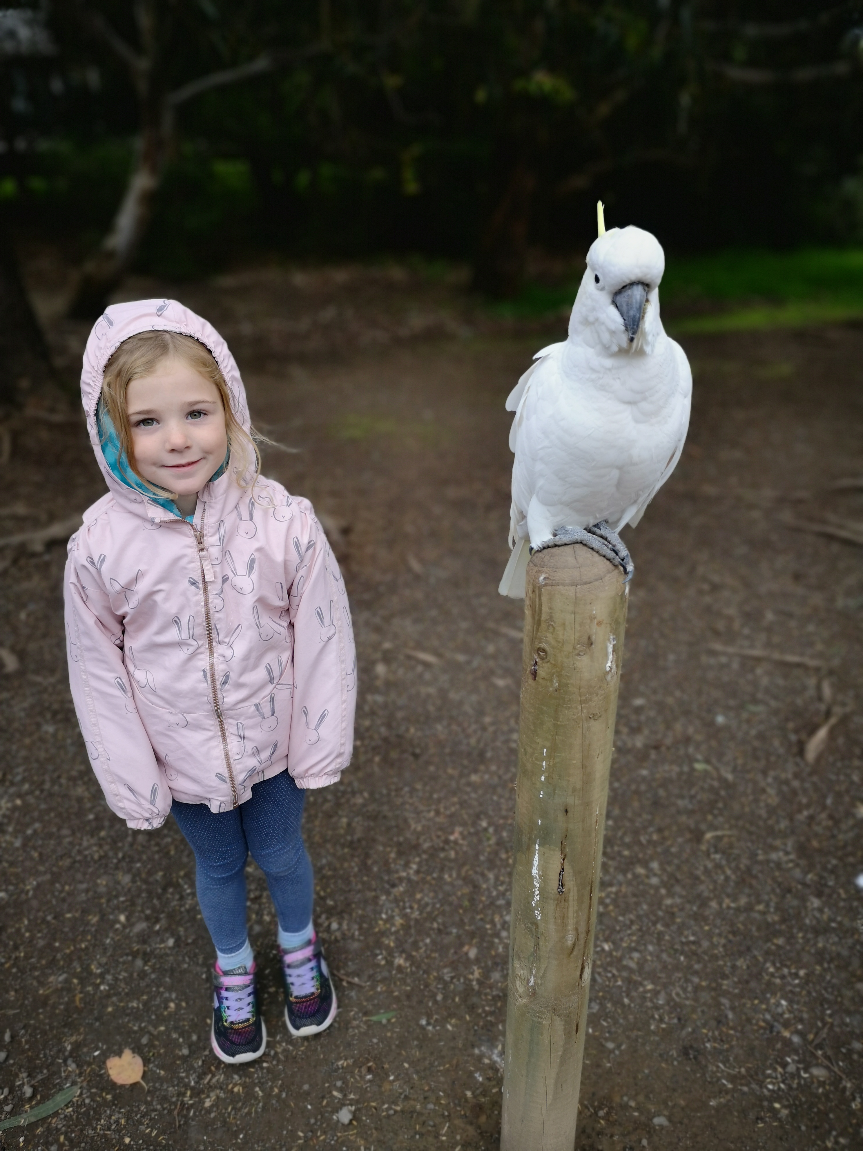 Avstralija 2019 – Potepanje po Great Ocean Road-u 🚙🐨🐦