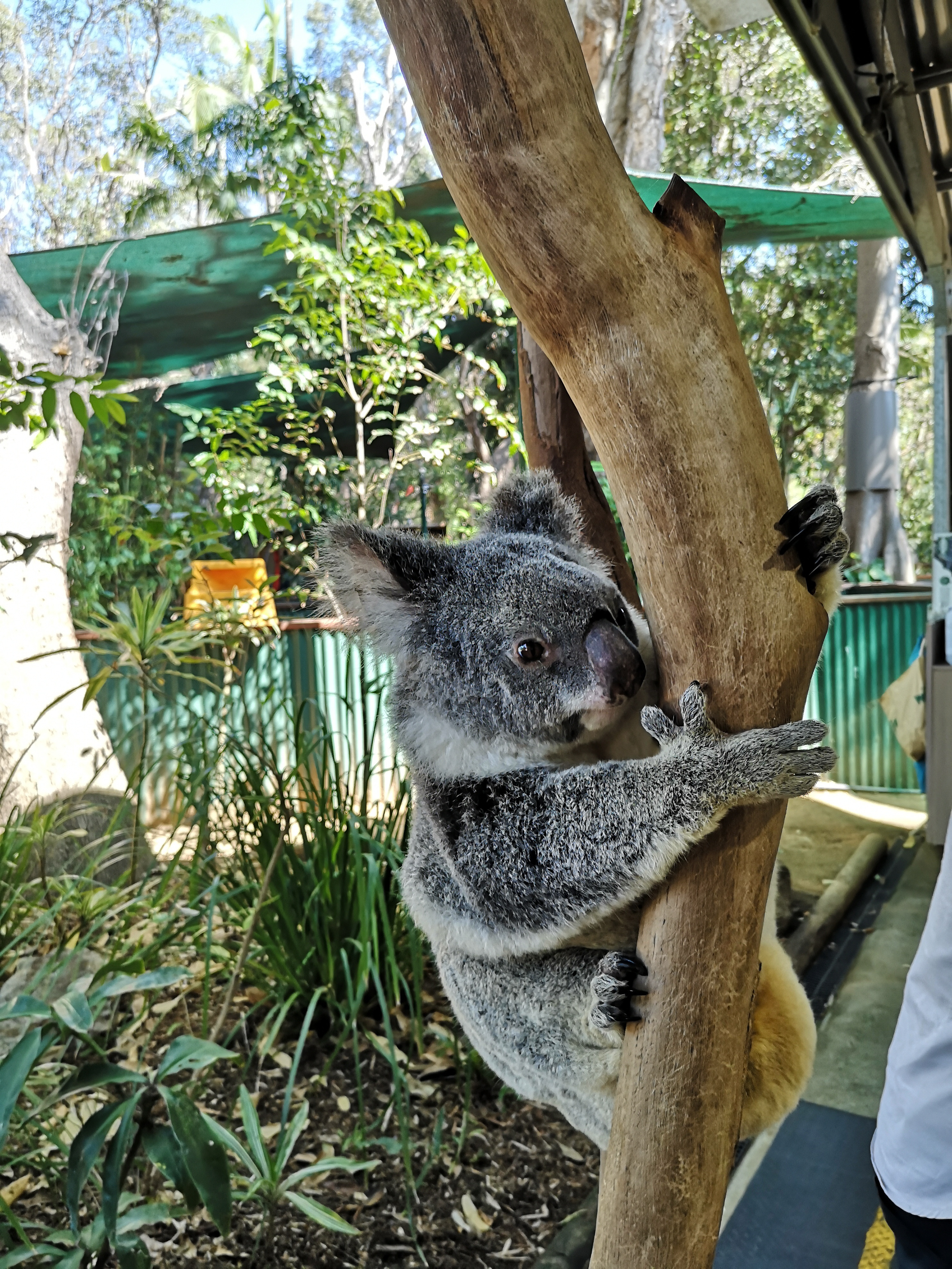 Avstralija 2019 – Vzhodna obala z avtodomom 🚐 – 2.del