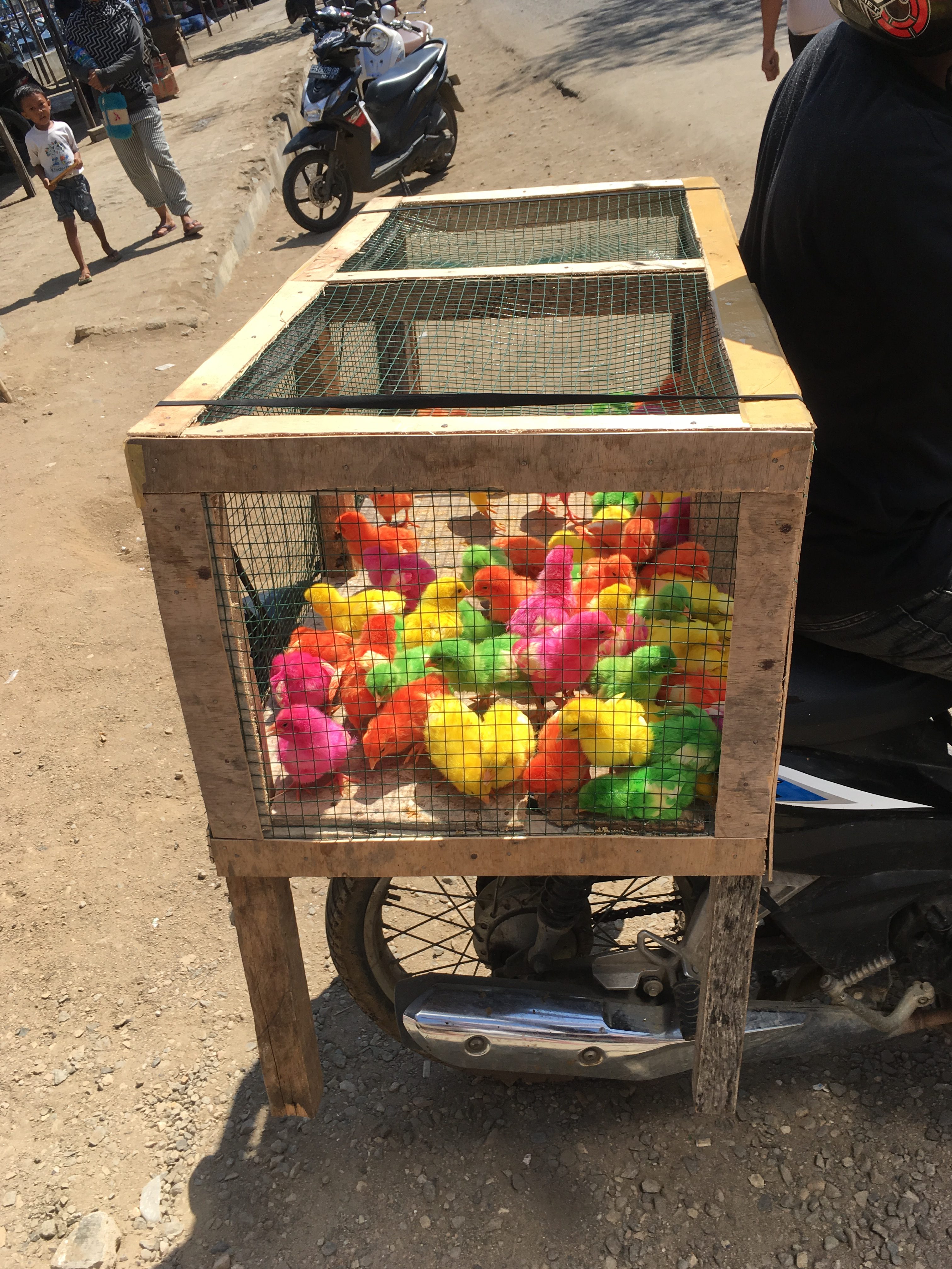 Indonezija 2017 – Adijo Padang Padang, zdravo Labuan Bajo